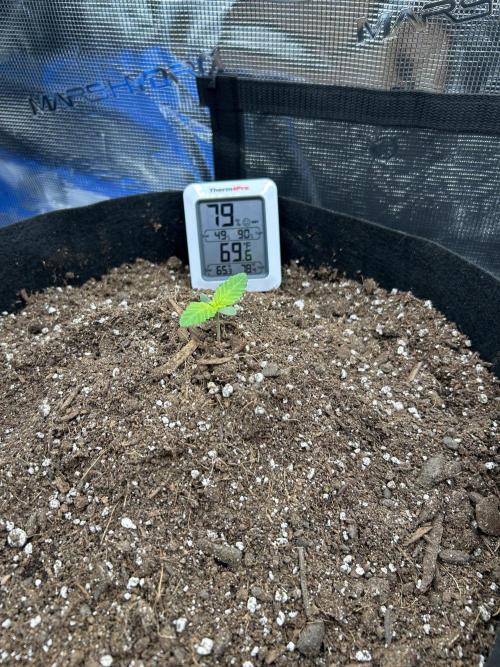 Coco Loco Fast Buds 1stgrow. Week 0 - Day 7 tropicana Cookies