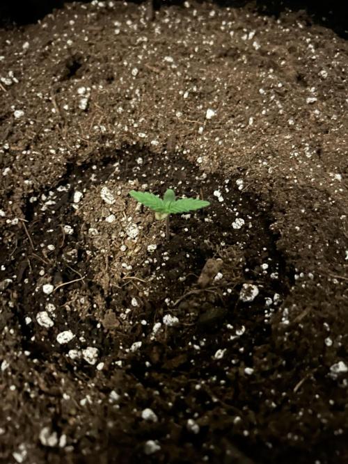 Coco Loco Fast Buds 1stgrow. Week 0 - top view of BPP auto RF3