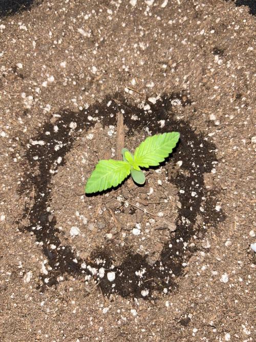 Coco Loco Fast Buds 1stgrow. Week 0 - top view of Tropicana Cookies Auto with clear view of ring watering