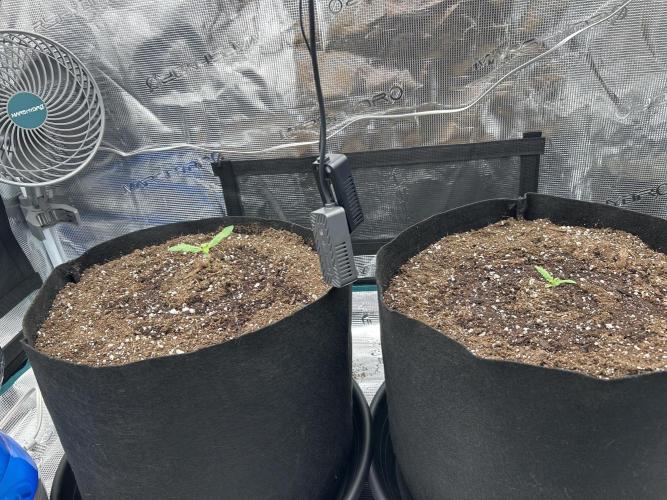 Coco Loco Fast Buds 1stgrow. Week 0 - day 10 plants together