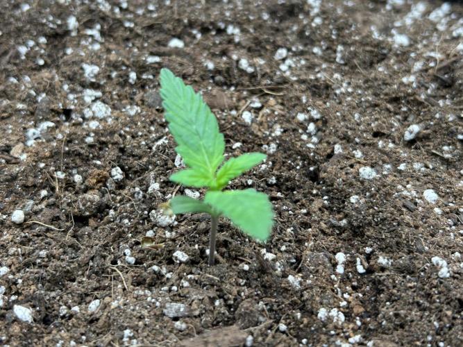 Coco Loco Fast Buds 1stgrow. Week 0 - RF3 has stayed darker in color even with newer growth