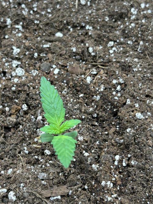 Coco Loco Fast Buds 1stgrow. Week 0