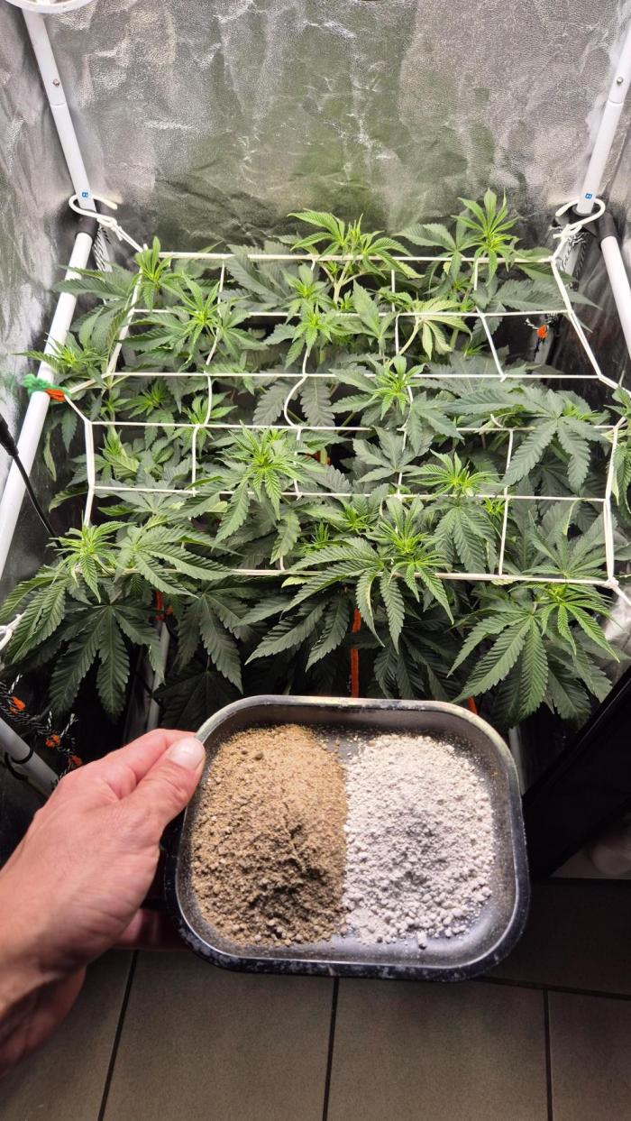 Lemon O.. Week 6 - Zeit für die Blüte💥