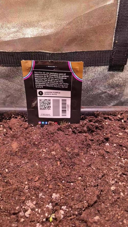 Banana Purple Punch Auto