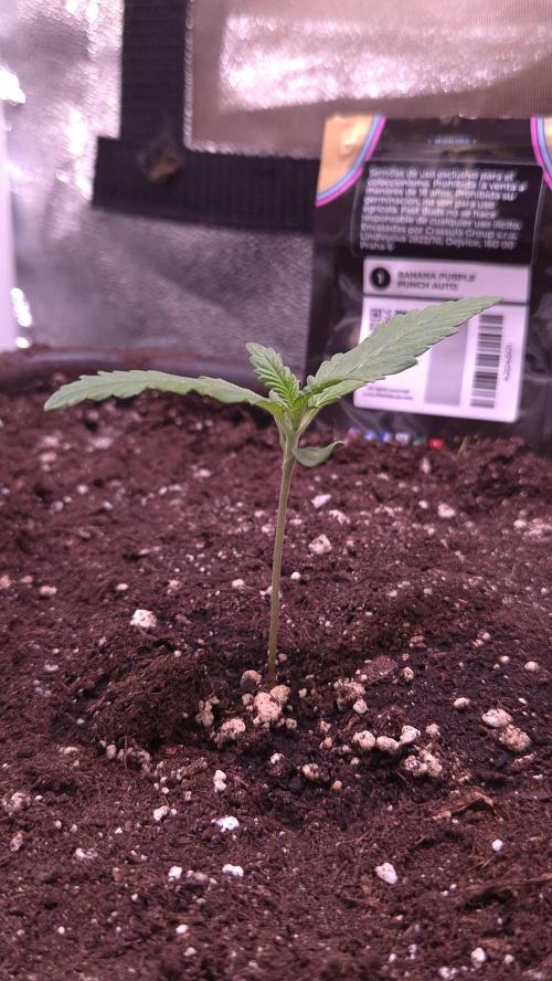 Banana Purple Punch Auto. Week 0 - Sattes, gesundes grün 6,5 cm groß