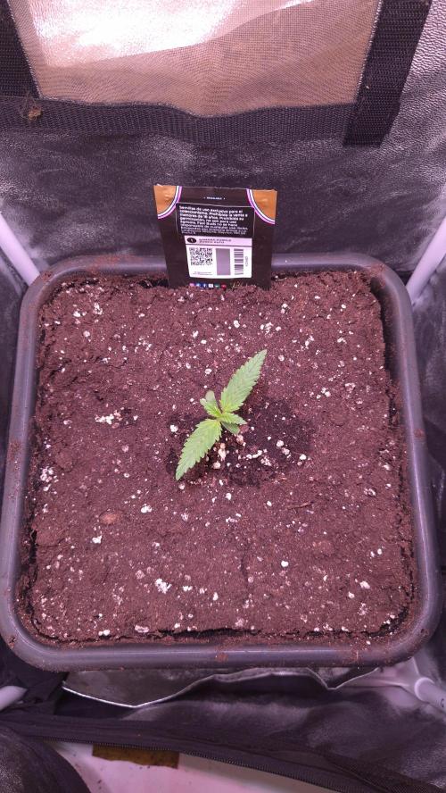 Banana Purple Punch Auto. Week 0