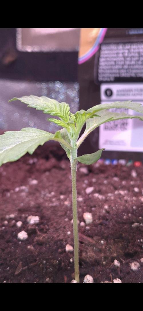 Banana Purple Punch Auto. Week 2 - 9 Tage alt