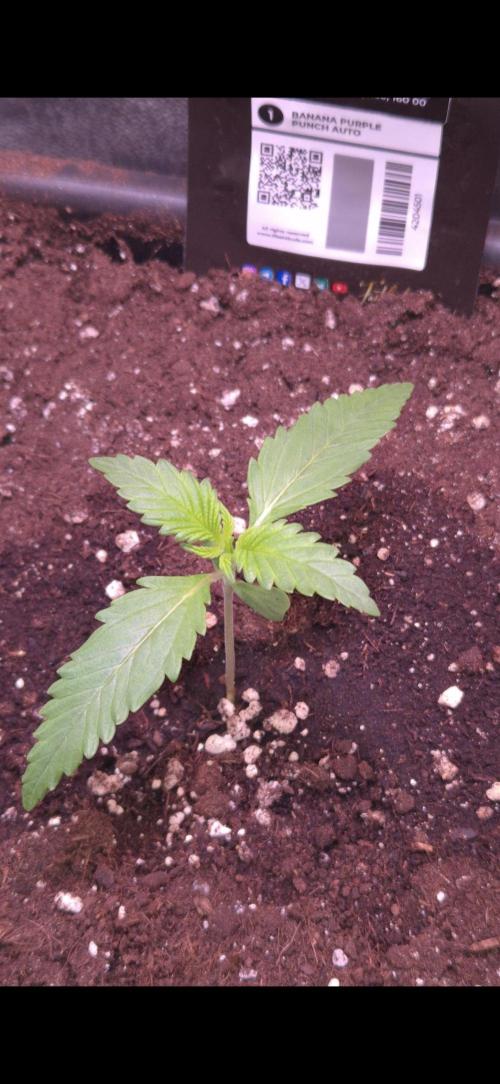 Banana Purple Punch Auto. Week 2 - 9 Tage alt