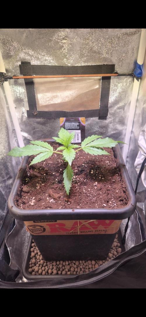 Banana Purple Punch Auto. Week 2 - 14 Tage alt