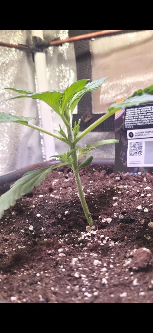 Banana Purple Punch Auto. Week 2 - 14 Tage alt