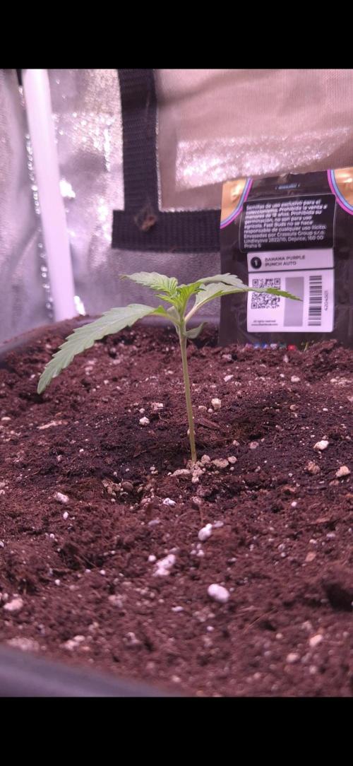 Banana Purple Punch Auto. Week 2 - 9 Tage alt