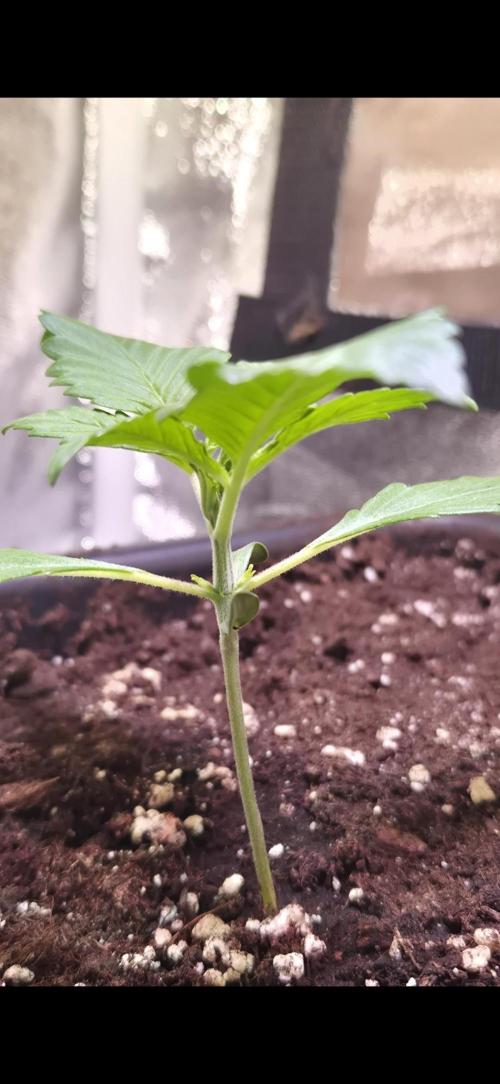 Banana Purple Punch Auto. Week 2 - 11 Tage alt