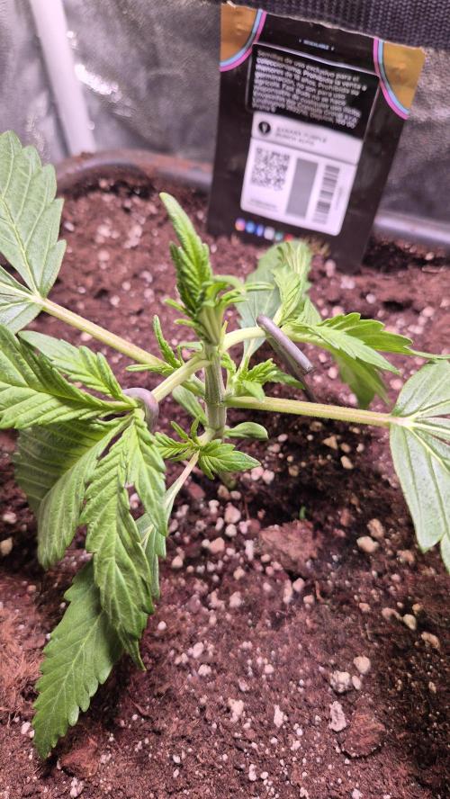 Banana Purple Punch Auto. Week 3