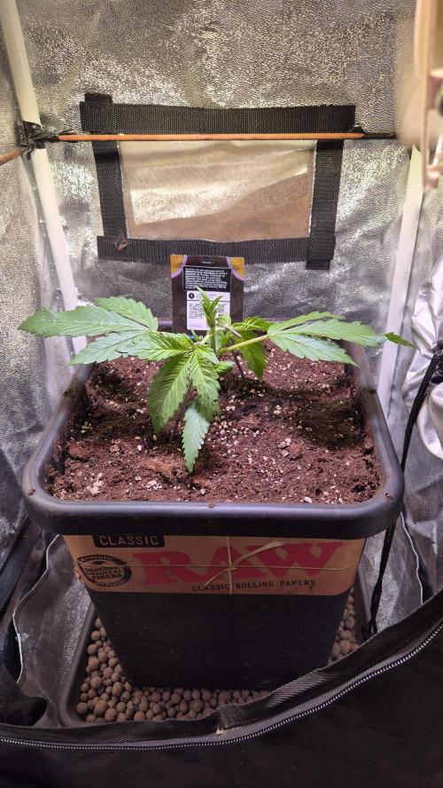 Banana Purple Punch Auto. Week 3