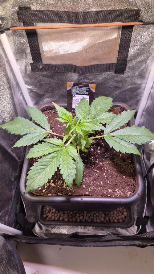 Banana Purple Punch Auto. Week 3