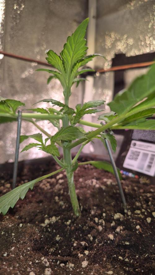 Banana Purple Punch Auto. Week 3