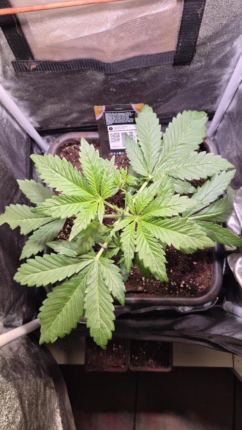 Banana Purple Punch Auto. Week 3