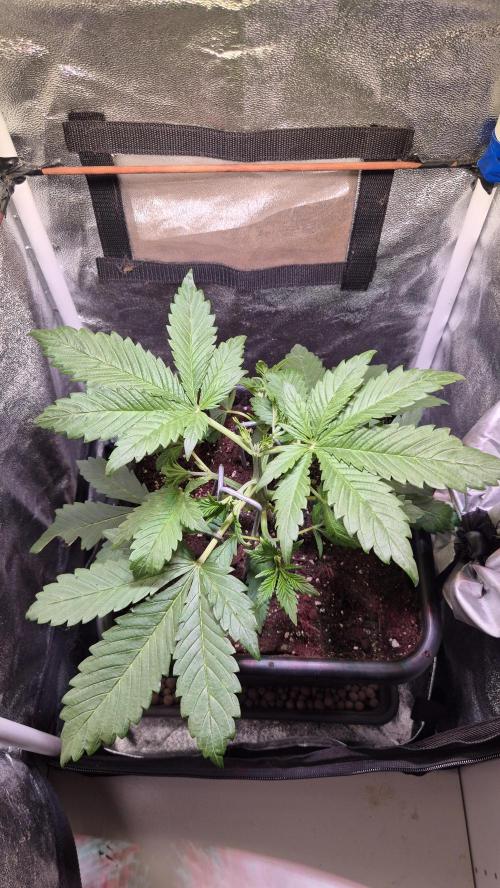 Banana Purple Punch Auto. Week 3