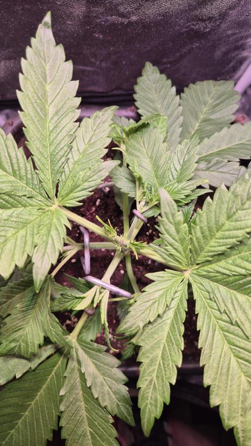 Banana Purple Punch Auto. Week 3