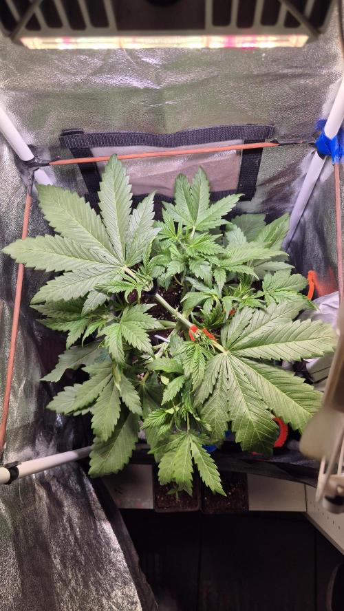 Banana Purple Punch Auto. Week 4