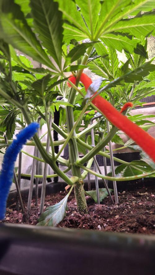 Banana Purple Punch Auto. Week 4