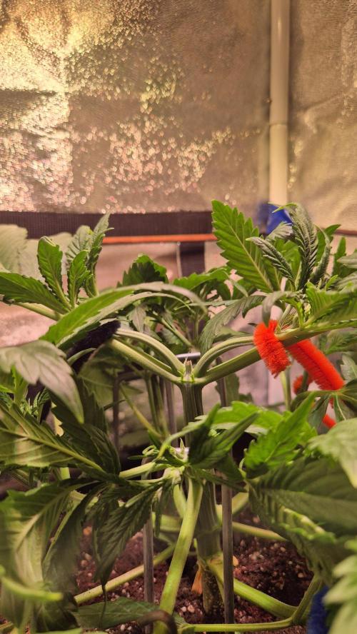 Banana Purple Punch Auto. Week 4