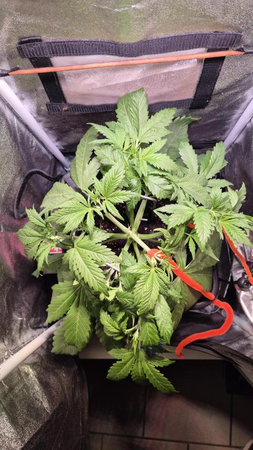 Banana Purple Punch Auto. Week 4