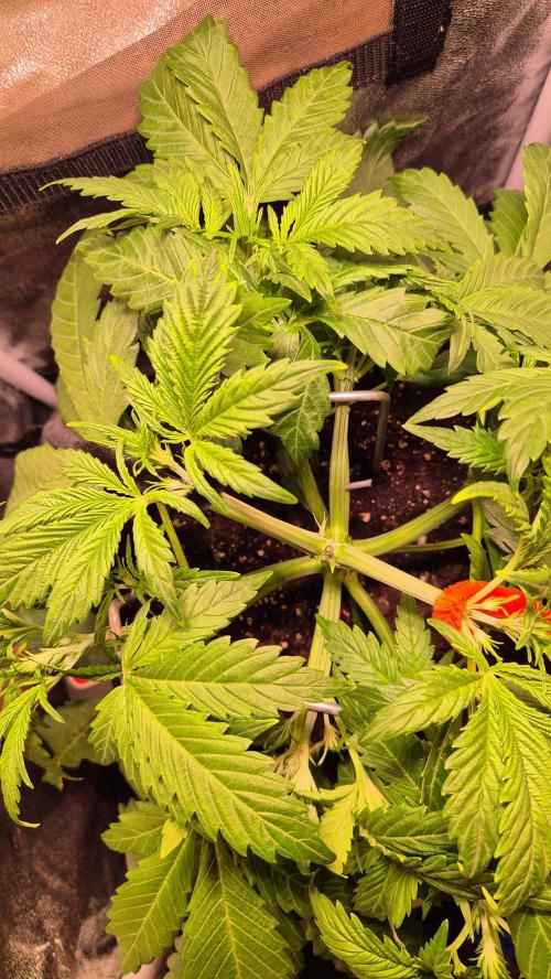 Banana Purple Punch Auto. Week 4