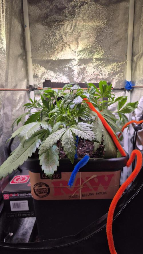 Banana Purple Punch Auto. Week 4