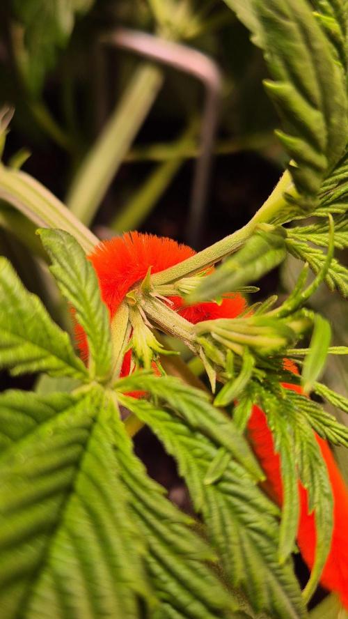 Banana Purple Punch Auto. Week 4