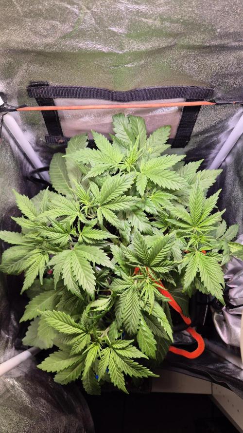 Banana Purple Punch Auto. Week 4