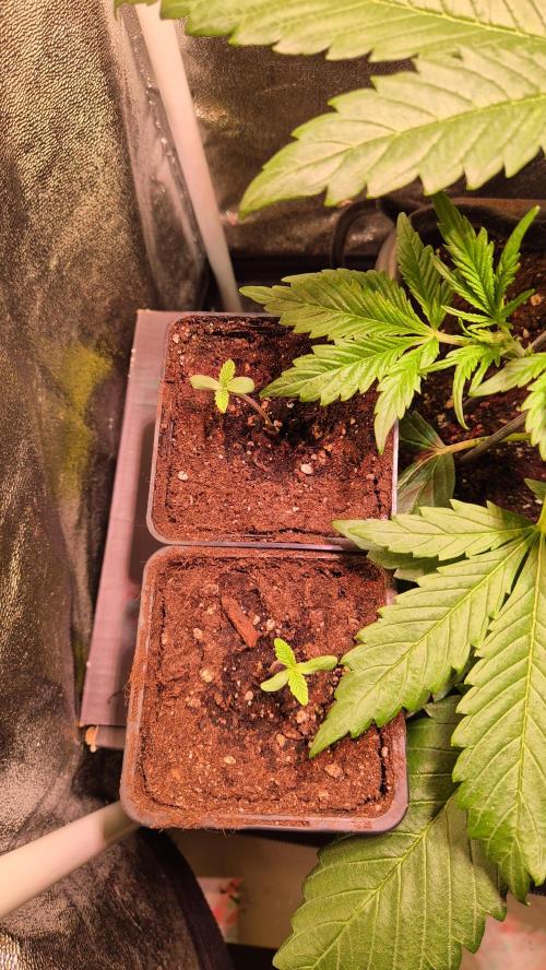 Amnesia Lemon. Week 1