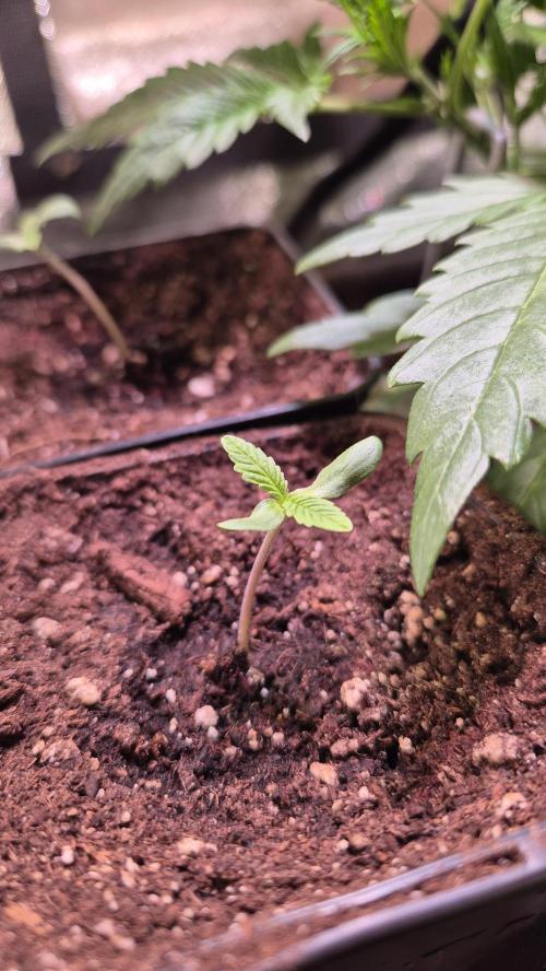 Amnesia Lemon. Week 1