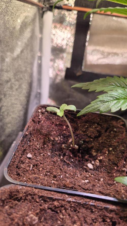 Amnesia Lemon. Week 1