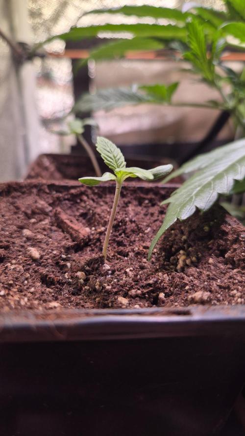 Amnesia Lemon. Week 1