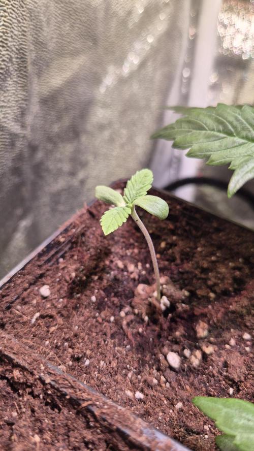 Amnesia Lemon. Week 1