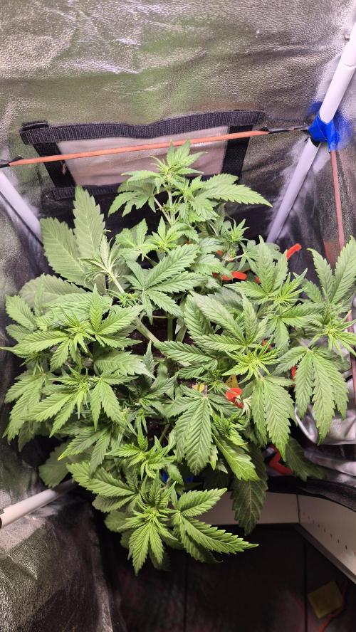 Banana Purple Punch Auto. Week 5