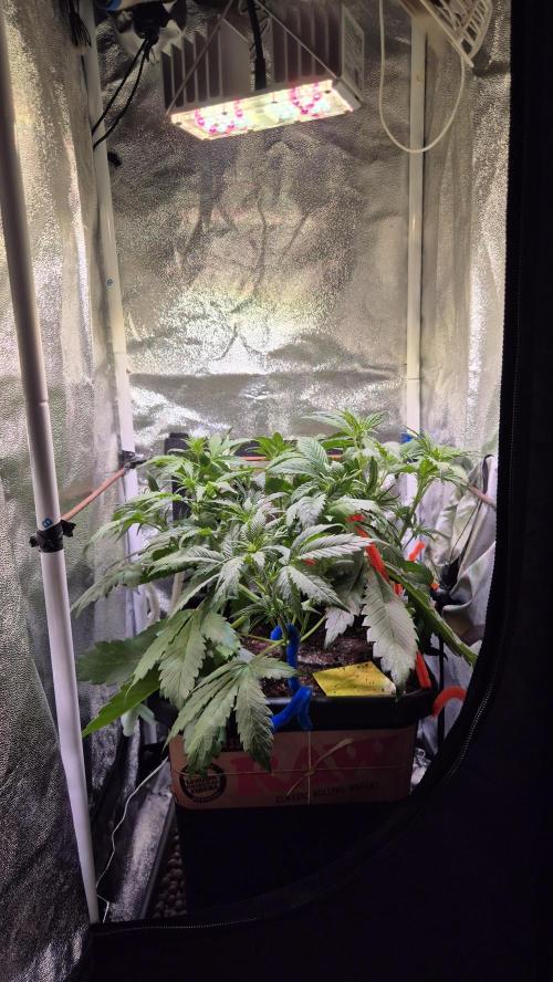 Banana Purple Punch Auto. Week 5