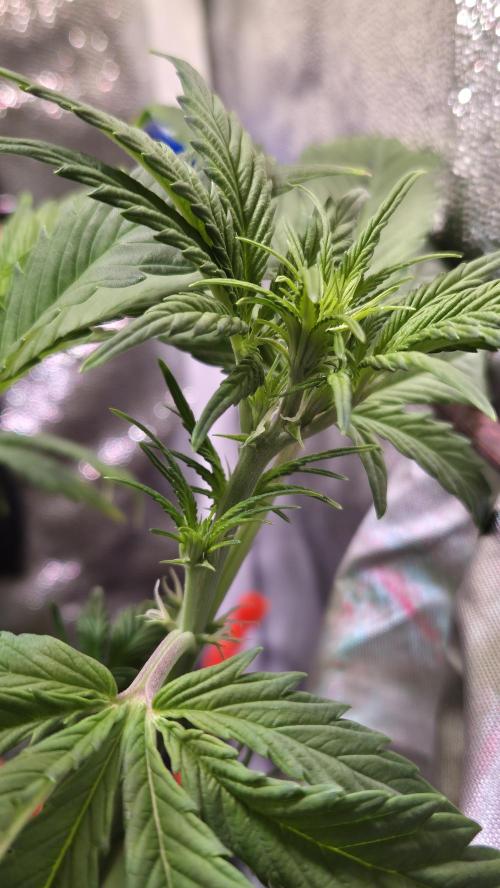 Banana Purple Punch Auto. Week 5