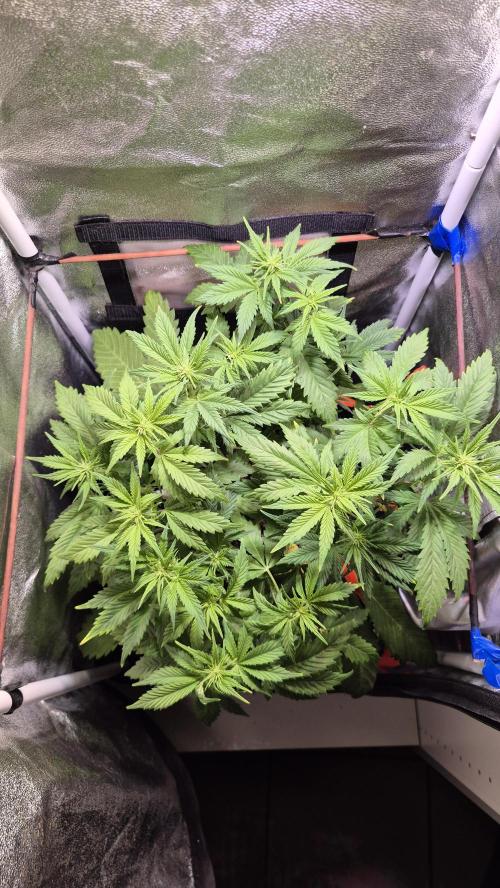 Banana Purple Punch Auto. Week 5