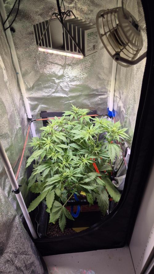 Banana Purple Punch Auto. Week 5