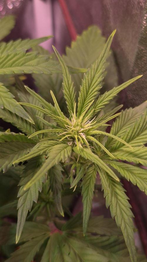 Banana Purple Punch Auto. Week 5