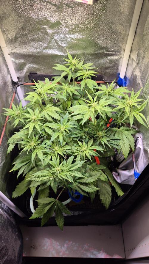 Banana Purple Punch Auto. Week 5