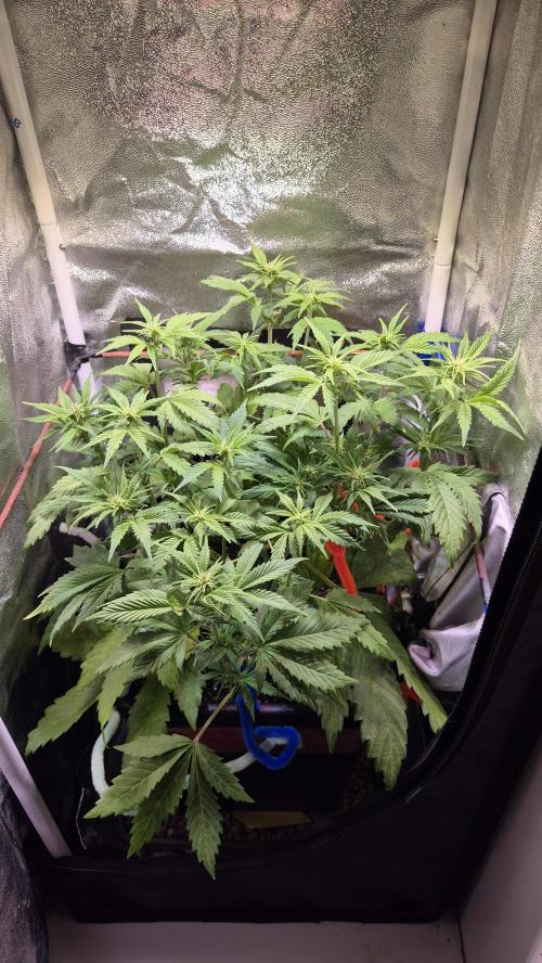 Banana Purple Punch Auto. Week 5