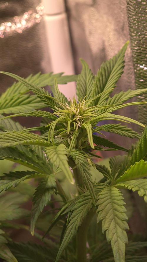 Banana Purple Punch Auto. Week 5