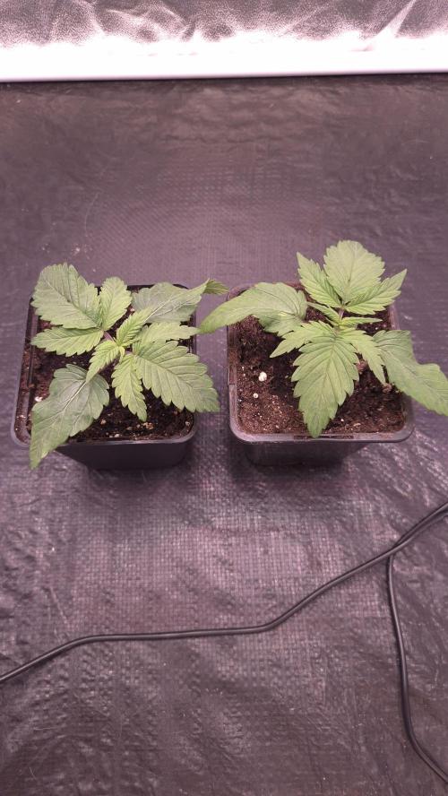 Amnesia Lemon. Week 2