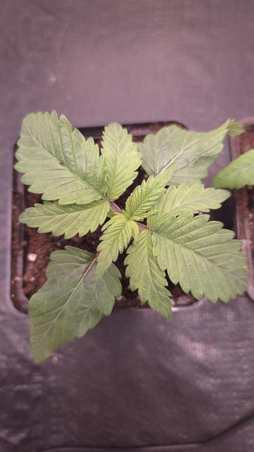 Amnesia Lemon. Week 2