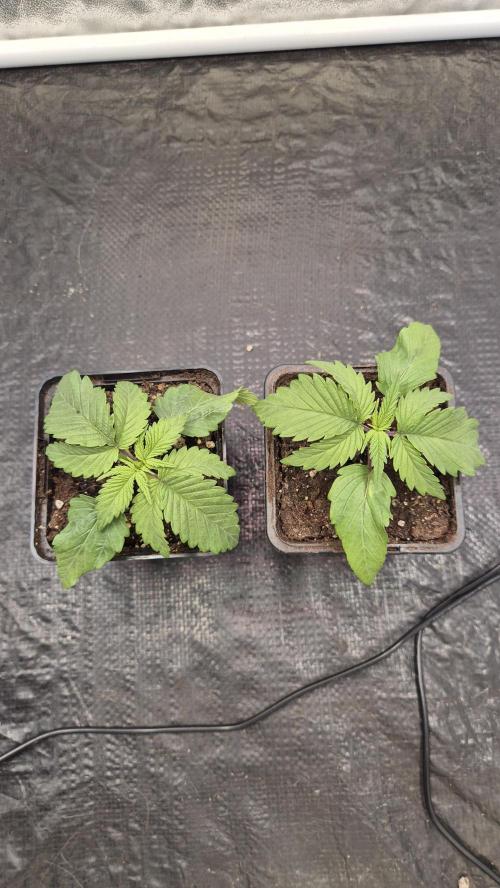 Amnesia Lemon. Week 2