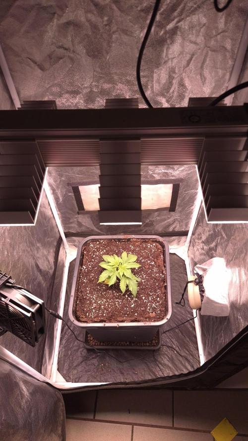 Amnesia Lemon. Week 3