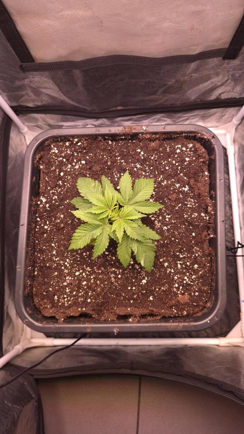 Amnesia Lemon. Week 3